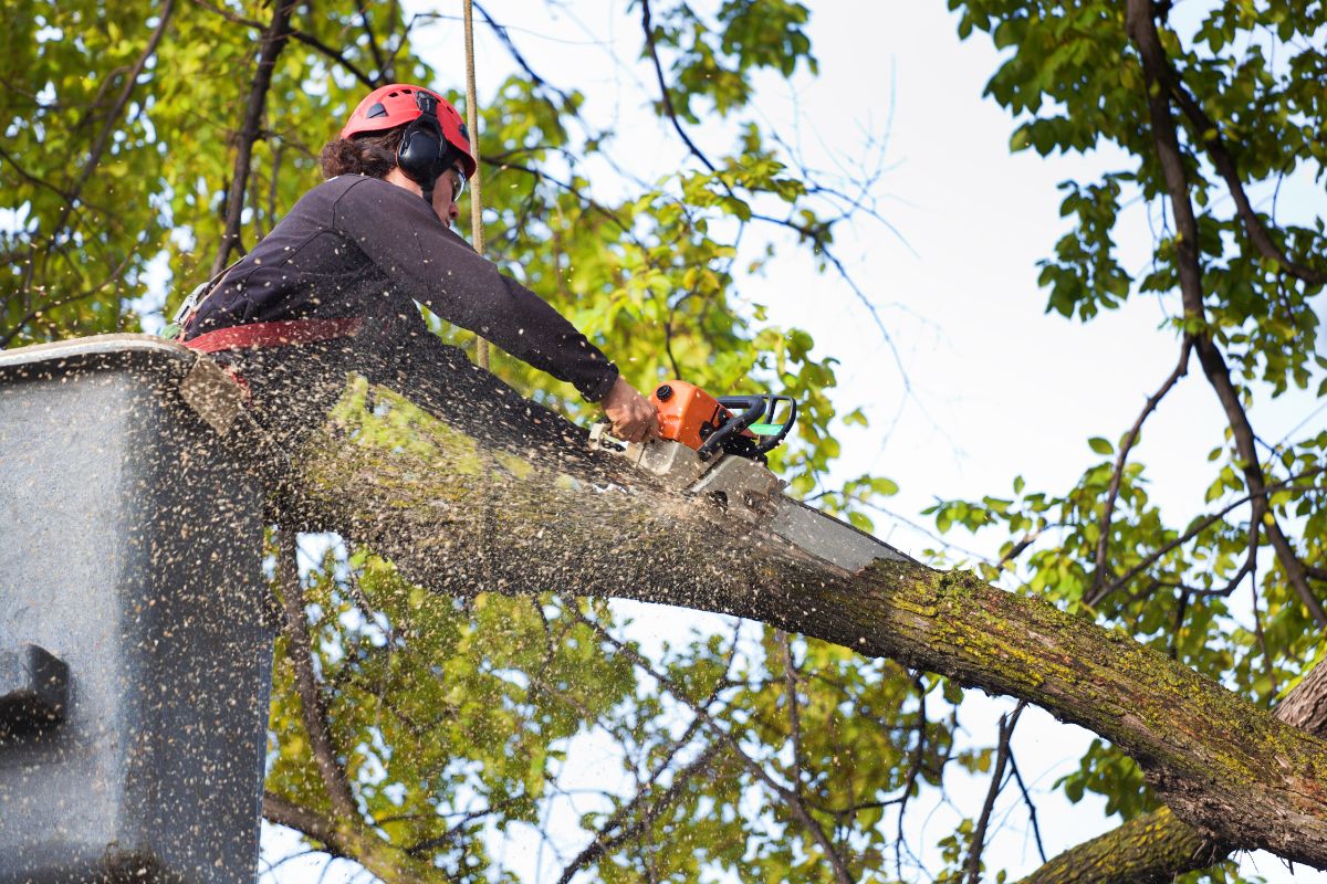 Tree removal crew working safely in Decatur, Alabama