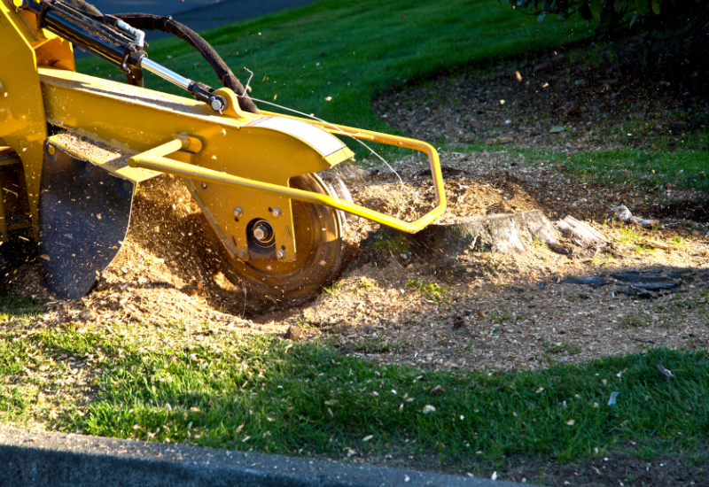 Stump grinding machine removing a large oak stump in Decatur AL
