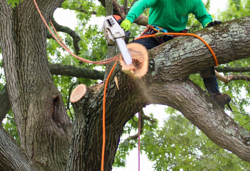Tree trimming crew pruning branches near a home in Decatur AL